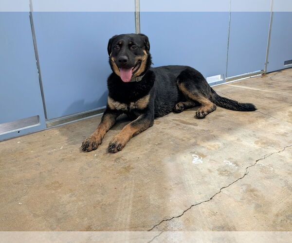 Medium Photo #1 Rottweiler-Unknown Mix Puppy For Sale in Chinook, MT, USA