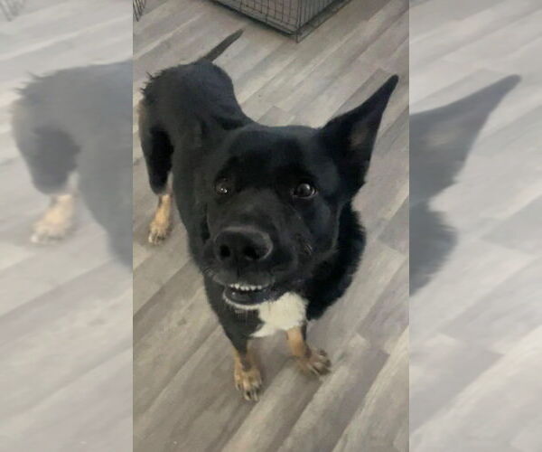 Medium Photo #39 Mutt Puppy For Sale in Caldwell, NJ, USA