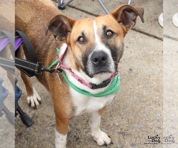 Medium Photo #5 Mutt Puppy For Sale in Washington, DC, USA