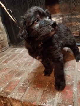 Medium Photo #1 Aussiedoodle Puppy For Sale in SKYLAND, AL, USA