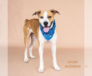 ANDIE - Male Mutt Dog for Adoption - Photo #2