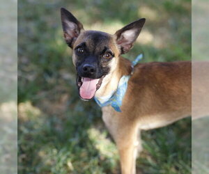 Chihuahua-Unknown Mix Dogs for adoption in San Antonio, TX, USA