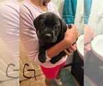 Small Photo #14 Cane Corso-German Shepherd Dog Mix Puppy For Sale in SPRING, TX, USA