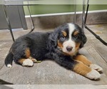 Small Photo #3 Bernese Mountain Dog Puppy For Sale in LEETONIA, OH, USA