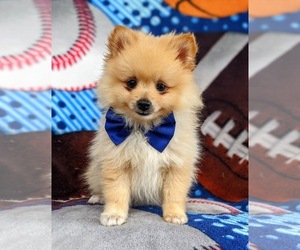 Pomeranian Puppy for sale in NOTTINGHAM, PA, USA