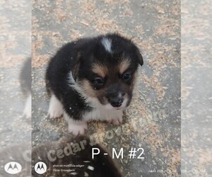 Pembroke Welsh Corgi Puppy for sale in WINGATE, NC, USA