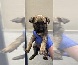 Mutt Dogs for adoption in HESPERIA, CA, USA