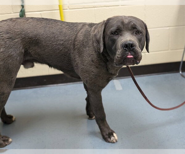 Medium Photo #1 Labrador Retriever-Unknown Mix Puppy For Sale in Denver, CO, USA
