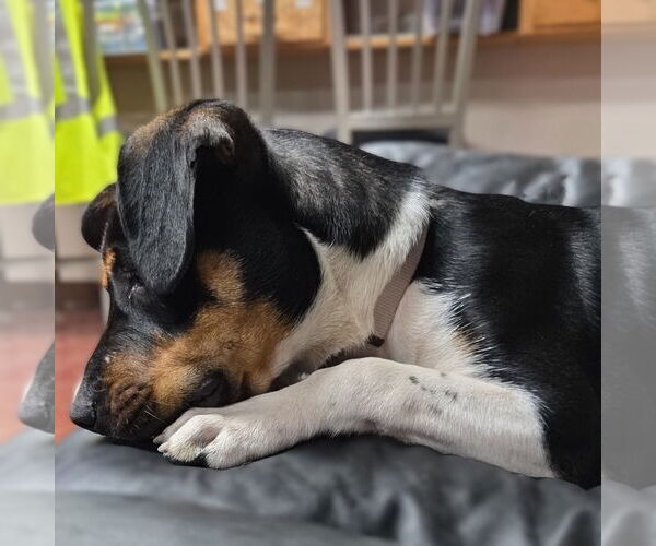 Medium Photo #13 Mutt Puppy For Sale in Fargo, ND, USA