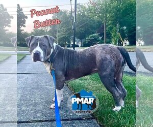 American Pit Bull Terrier-Unknown Mix Dogs for adoption in Binghamton, NY, USA