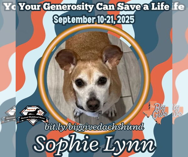 Medium Photo #5 Chiweenie Puppy For Sale in San Antonio, TX, USA