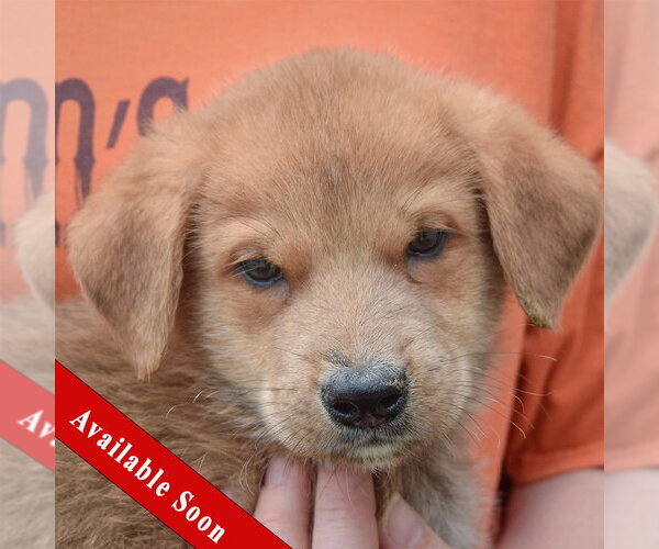 Medium Photo #1 Golden Shepherd Puppy For Sale in Huntley, IL, USA