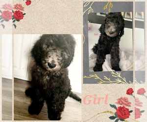Goldendoodle Puppy for sale in GRAND ISLAND, NE, USA