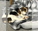 Small Photo #7 Beagle Puppy For Sale in Arlington, VA, USA