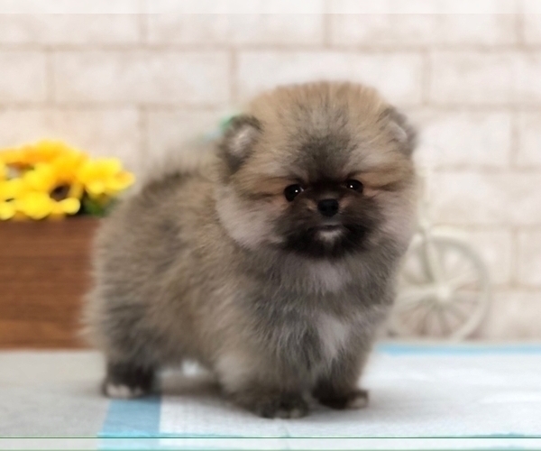 Medium Photo #3 Pomeranian Puppy For Sale in SEATTLE, WA, USA