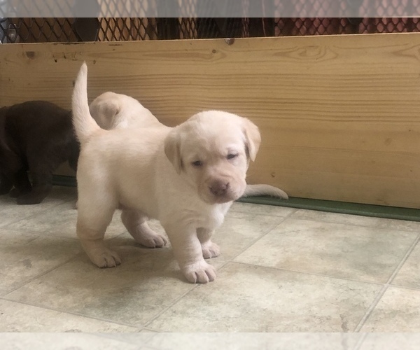 Medium Photo #7 Labrador Retriever Puppy For Sale in DEWITT, VA, USA