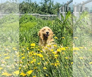 Mother of the Golden Retriever puppies born on 04/16/2026