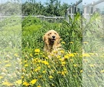 Small Photo #1 Golden Retriever Puppy For Sale in ARARAT, VA, USA