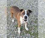 Small #4 American Pit Bull Terrier Mix