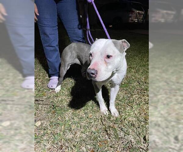 Medium Photo #1 Mutt Puppy For Sale in Houston, TX, USA