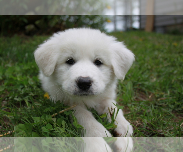 Medium Photo #1 Great Pyrenees Puppy For Sale in BROOKSTON, MN, USA
