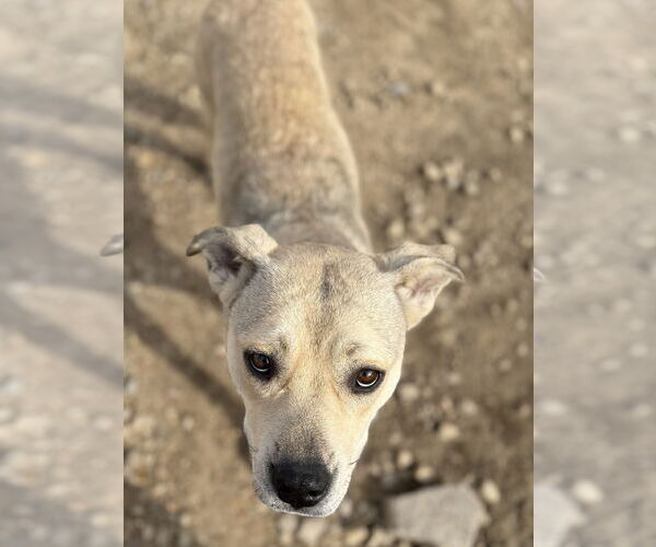 Medium Photo #5 American Pit Bull Terrier-Unknown Mix Puppy For Sale in Corning, AR, USA