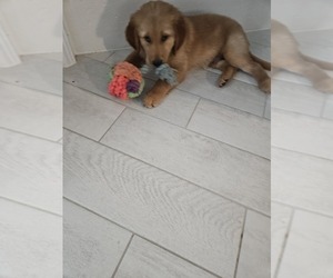 Medium Golden Retriever