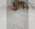Puppy Orange Golden Retriever