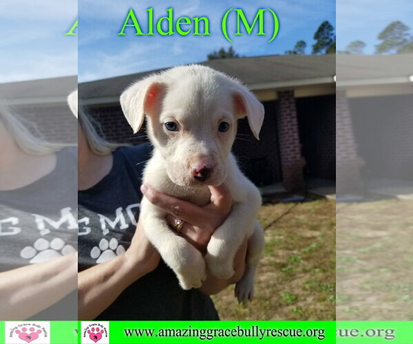 Medium Photo #2 American Bulldog-Unknown Mix Puppy For Sale in Milton, FL, USA