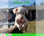 Small #1 American Bulldog Mix