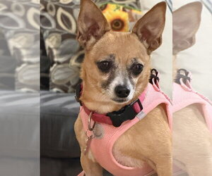 Lucy - Female Chipin Dog for Adoption - Photo #3