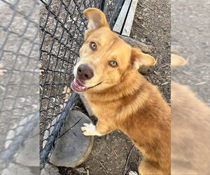 Chow Chow Dogs for adoption in Fremont, CA, USA
