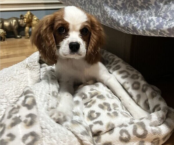 Medium Photo #2 Cavalier King Charles Spaniel Puppy For Sale in ARANSAS PASS, TX, USA