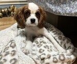 Small #1 Cavalier King Charles Spaniel