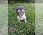 Small #3 French Bulldog