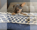 Small Photo #2 Yorkshire Terrier Puppy For Sale in NASHVILLE, IN, USA