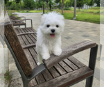Small Photo #13 Maltese Puppy For Sale in HAYWARD, CA, USA
