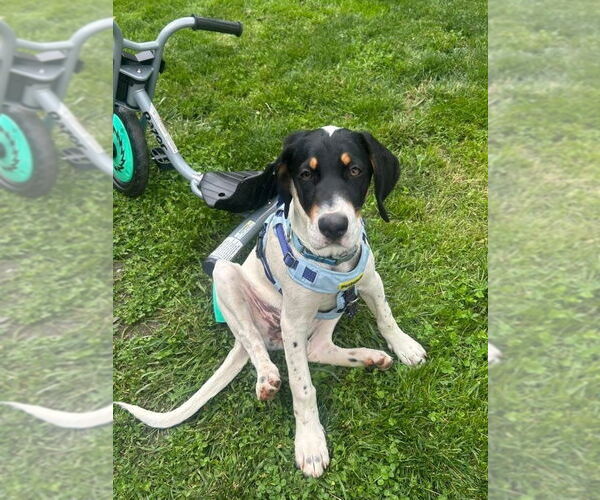 Medium Photo #2 Mutt Puppy For Sale in Candler, NC, USA