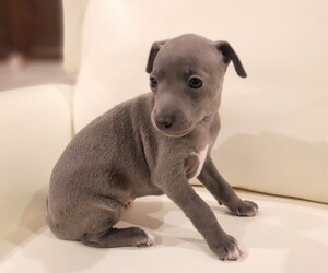 Italian Greyhound Puppy for sale in SAN DIEGO, CA, USA