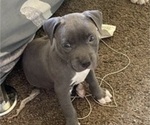 Small #5 American Pit Bull Terrier