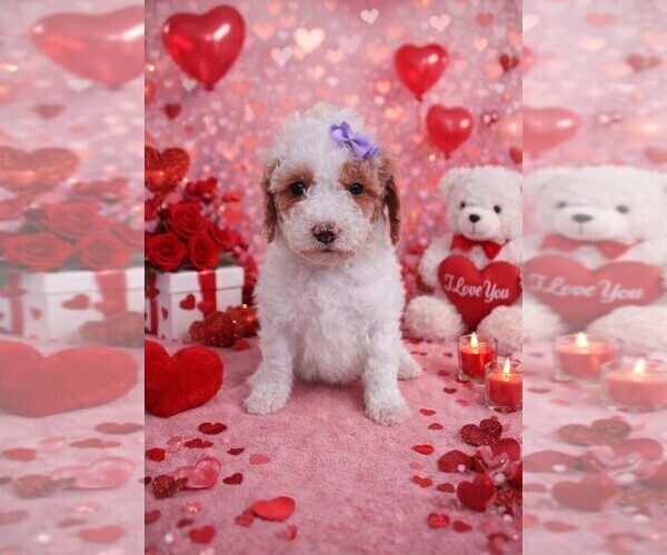 Medium Photo #140 Goldendoodle (Miniature) Puppy For Sale in GASTONIA, NC, USA