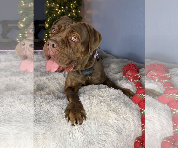 Medium Photo #4 Mutt Puppy For Sale in Goodyear, AZ, USA