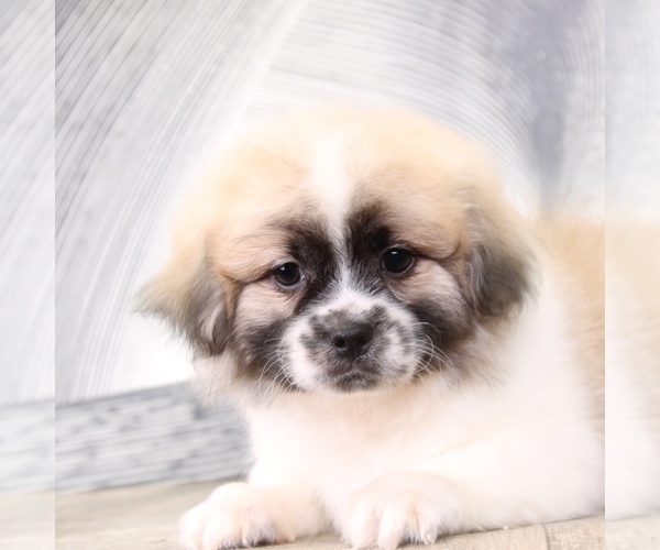 Medium Photo #2 Zuchon Puppy For Sale in WESTPOINT, IN, USA