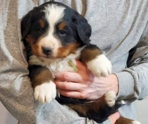 Bernese Mountain Dog Puppy for Sale in ASHTON, Iowa USA