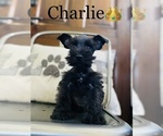 Small Photo #2 Schnauzer (Miniature) Puppy For Sale in COOKEVILLE, TN, USA