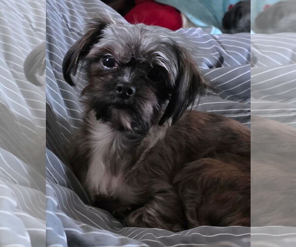 Medium Photo #1 Maltese-Unknown Mix Puppy For Sale in Tenafly, NJ, USA