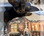 Small #13 Yorkshire Terrier