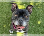 Small Photo #3 Boxer-Unknown Mix Puppy For Sale in Martinez, CA, USA