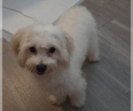 Small Maltipoo (Miniature)