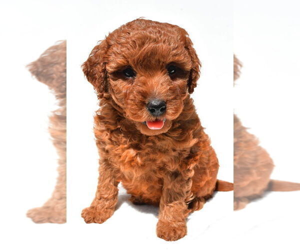 Medium Photo #31 Goldendoodle mix (+ Poodle Miniature) Puppy For Sale in DURHAM, CT, USA